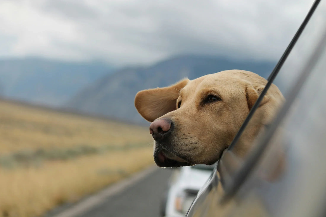 A dog hanging his head out of the window